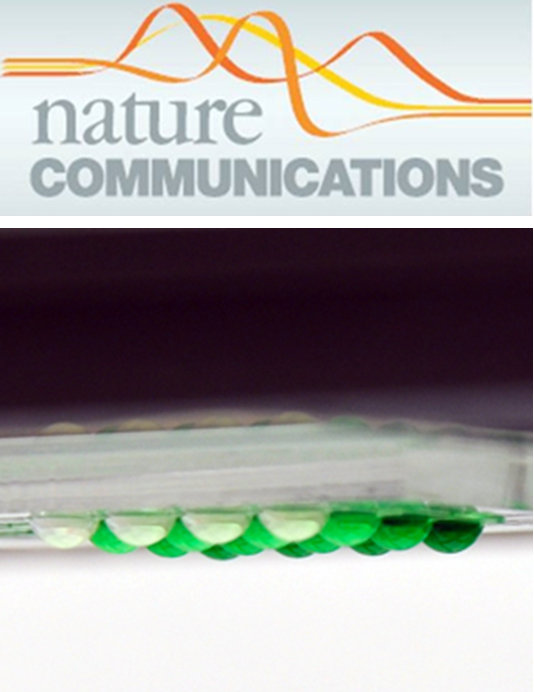 Networks of Hanging Droplets