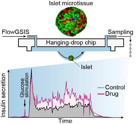 Enlarged view: Pancreatic islet in hanging drop