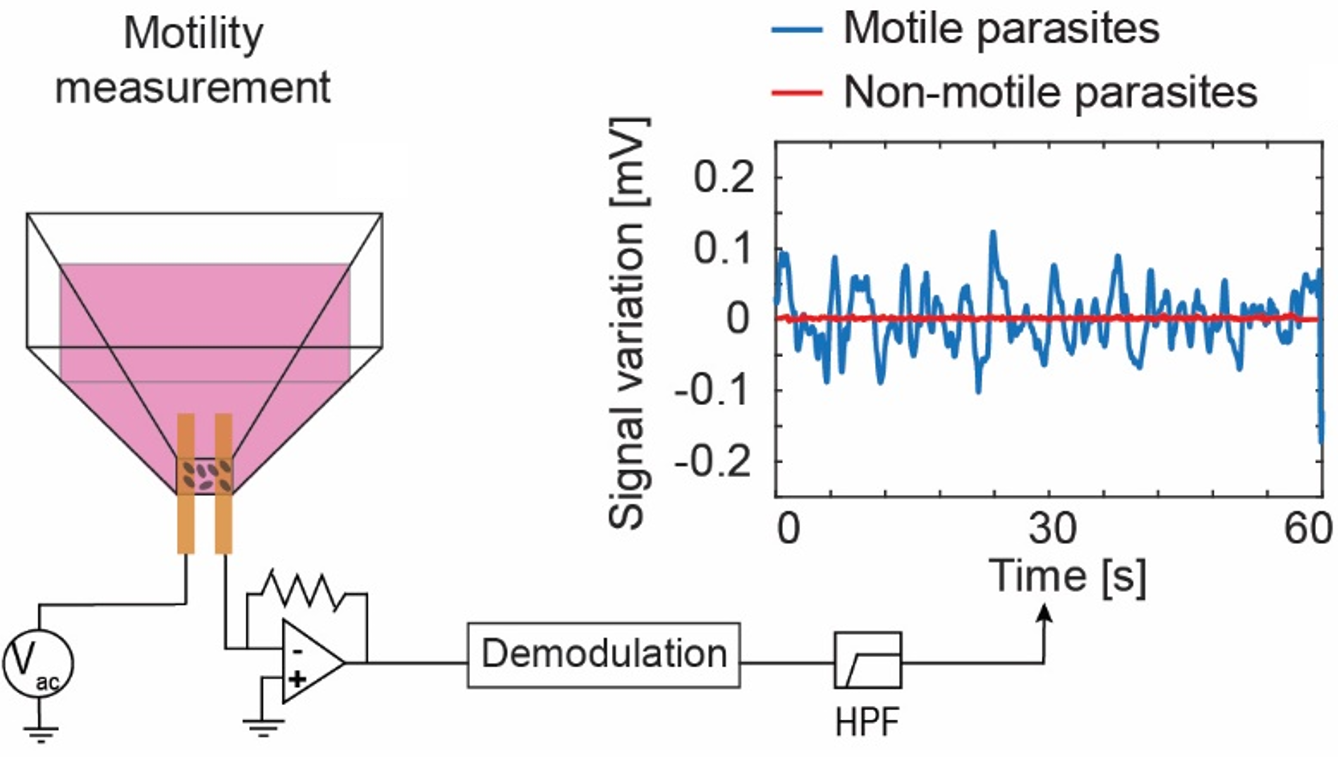 Enlarged view: Impedance drug screening principle