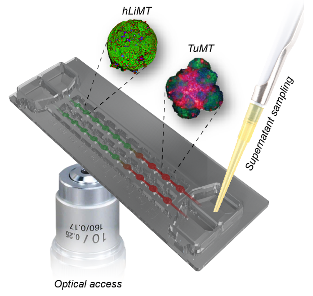 Enlarged view: Microtissue system to study DDIs