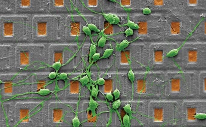 Enlarged view: Neurons on high-density microelectrode array