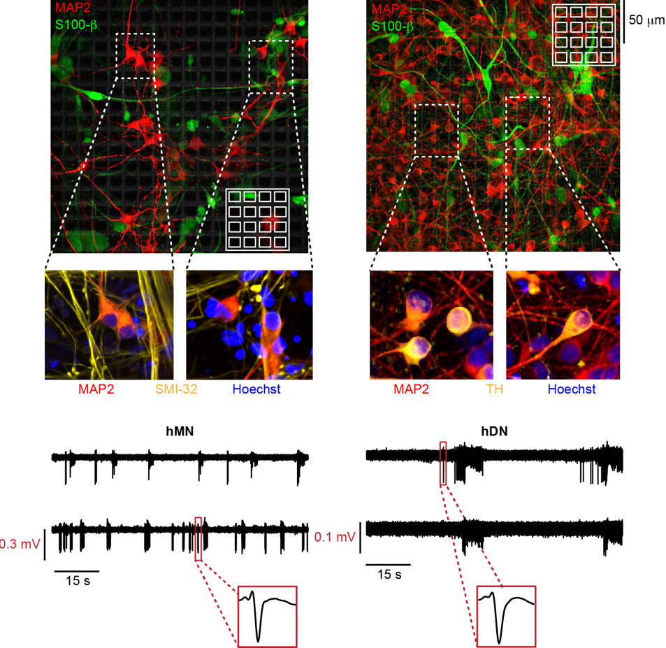 Enlarged view: Images of cells on chips and electrophysiology traces