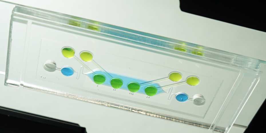 Enlarged view: HDN chip for embryotoxicity