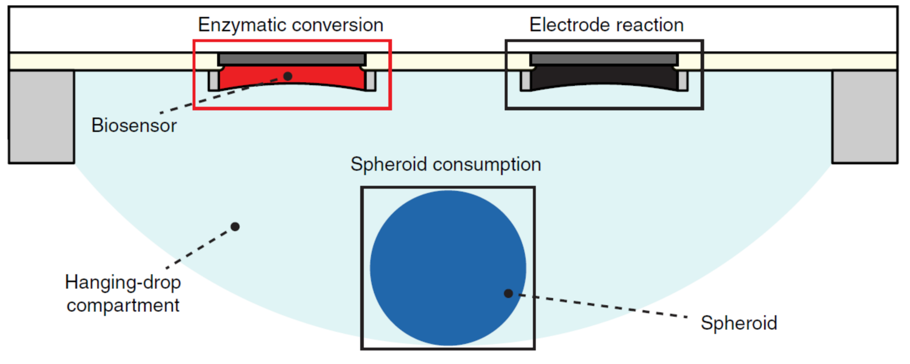 Enlarged view: Schematic of processes in hanging dops