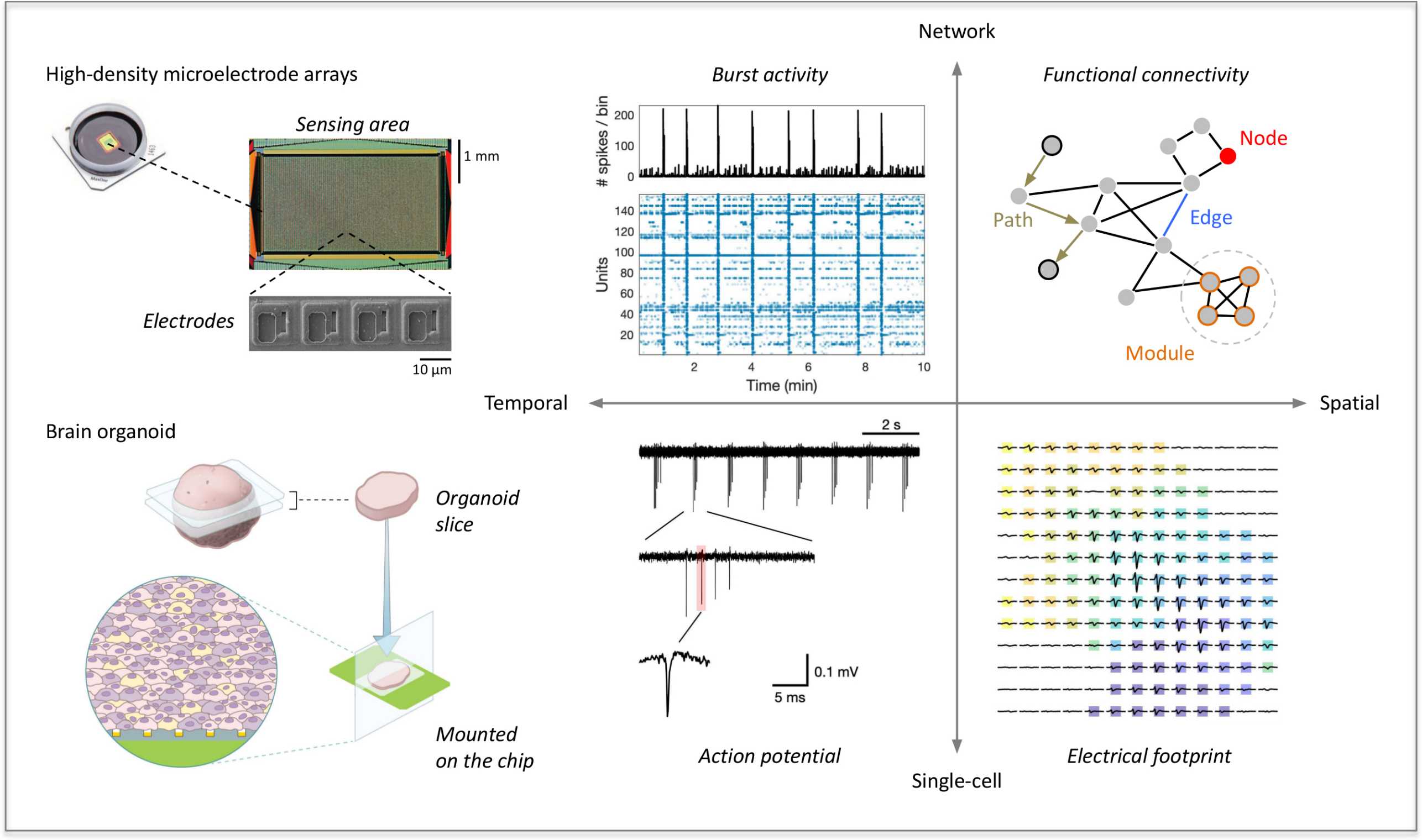Enlarged view: Schematic of functional characterization of organoids with HD-MEAs