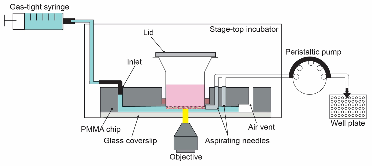 Enlarged view: Schematic of experimental setup for culturing and imaging of transwell-insert based airway models in microfluidic platform.