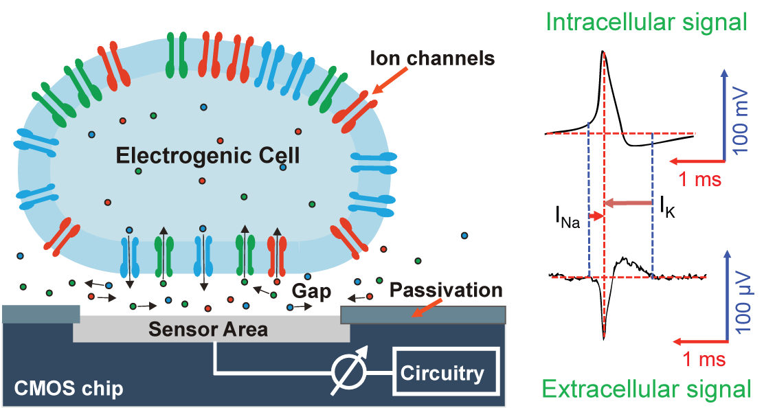 Enlarged view: Electrogenic Cells on Chips