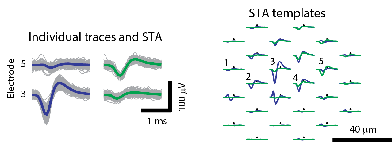 Enlarged view: Spike sorting of HD-MEA recordings