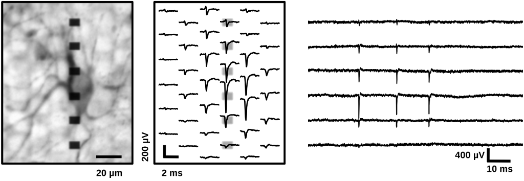 Enlarged view: Action potentials and footprint