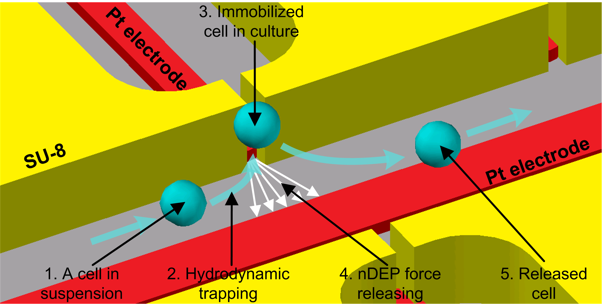 Enlarged view: Single-Cell Manipulation & Cultivation on Chip