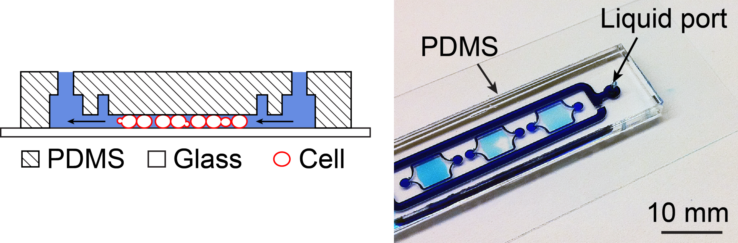 Enlarged view: Microfluidic Chip for Cell Imaging