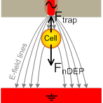 N-DEP effect