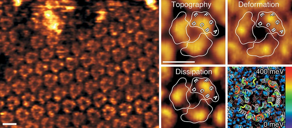 <b>High-resolution FD-based AFM of native purple membrane.</b>&nbsp;FD-based AFM topography of the cytoplasmic purple membrane surface contoured at a force of ~125 pN. Purple membrane consists of lipids and the light-driven proton pump bacteriorhodopsin. Individual bacteriorhodopsin trimers are clearly visible. Insets show the averaged topography, deformation map and energy-dissipation map of the bacteriorhodopsin trimer. Bacteriorhodopsin molecules of the trimer are outlined (white) with the seven transmembrane alpha-helices (A–F) indicated. The energy dissipation is mapped to the atomic model of the bacteriorhodopsin trimer (bottom right). The image was taken from our publication Dufrene <i>et al.&nbsp;<b>Nature Methods</b></i>&nbsp;(2013)&nbsp;<b>10</b>, 847-854.