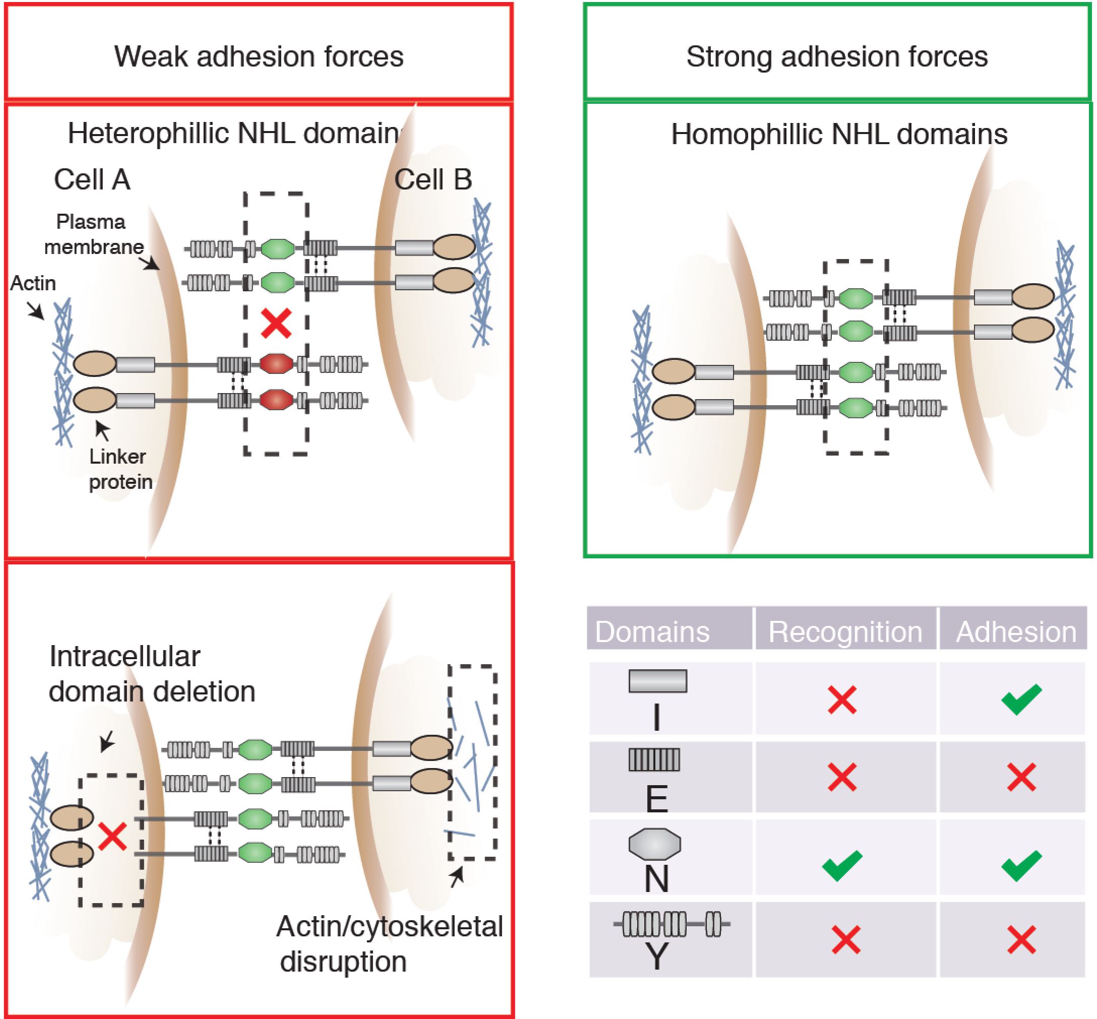 Teneurins are evolutionarily conserved transmembrane receptors that function as axon guidance and target selection molecules in the developing nervous system. How teneurins recognize each other, whether they establish neuronal adhesion, and which teneurin specific interactions guide neurons remained to be determined. To reveal insight into these pertinent questions we combined atomic force microscopy-based single-cell force spectroscopy with genetic engineering and quantify the interactions teneurins establish between animal cells. Shown is the result of these experiments a model of how the individual teneurin domains contribute to select and strengthen homophilic cell−cell adhesion. Interaction between the NHL domains controls homophilic recognition between teneurins. Strengthening of homophilic cell adhesion requires the presence of the intracellular domains, which are supposed to connect teneurins to the actin cytoskeleton. Figure adapted from J. Beckmann et al. Nano Letters (2013) 13, 2937-2946.