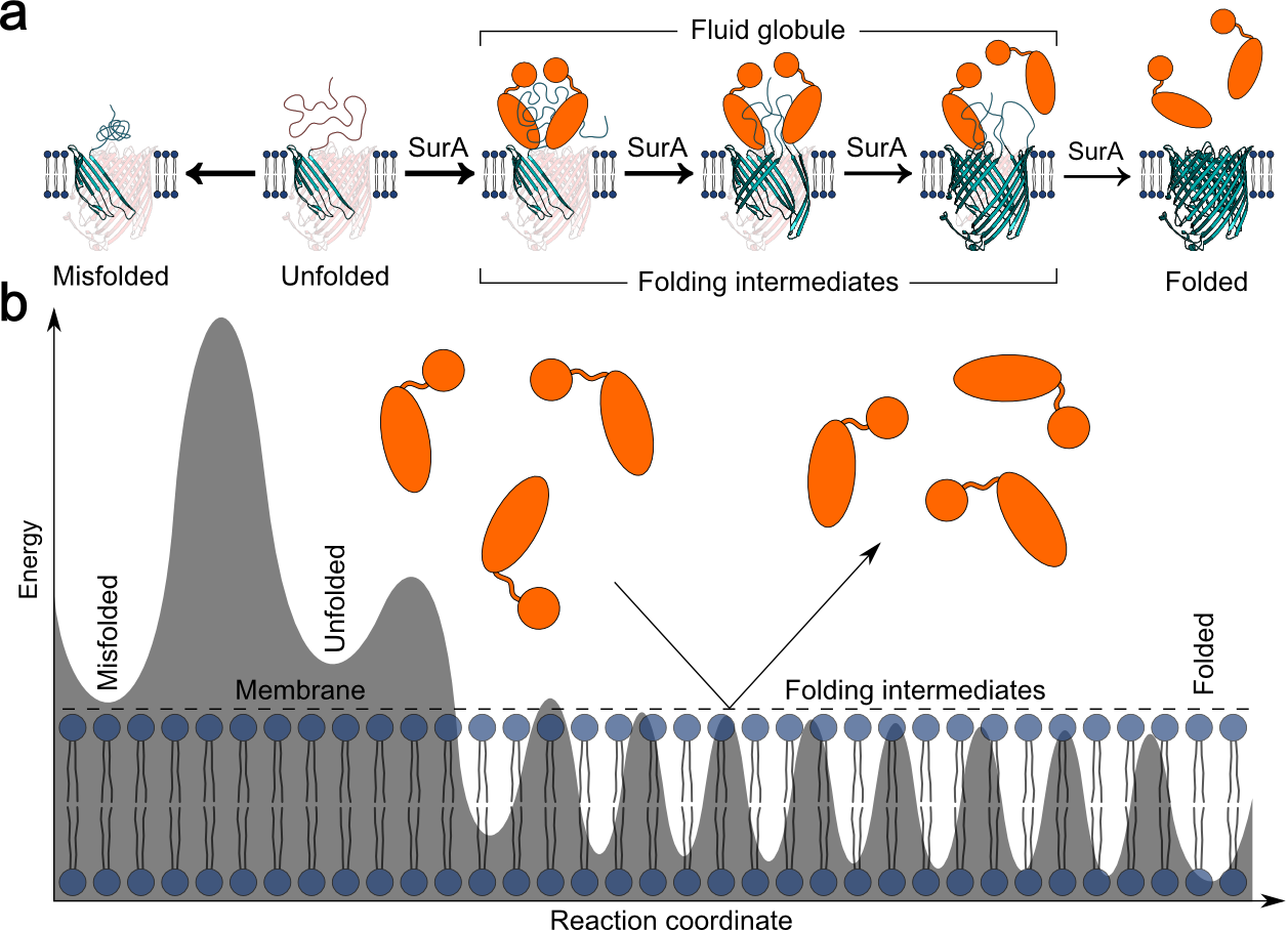 Enlarged view: Folding pathways and free-energy landscape of FhuA receptors