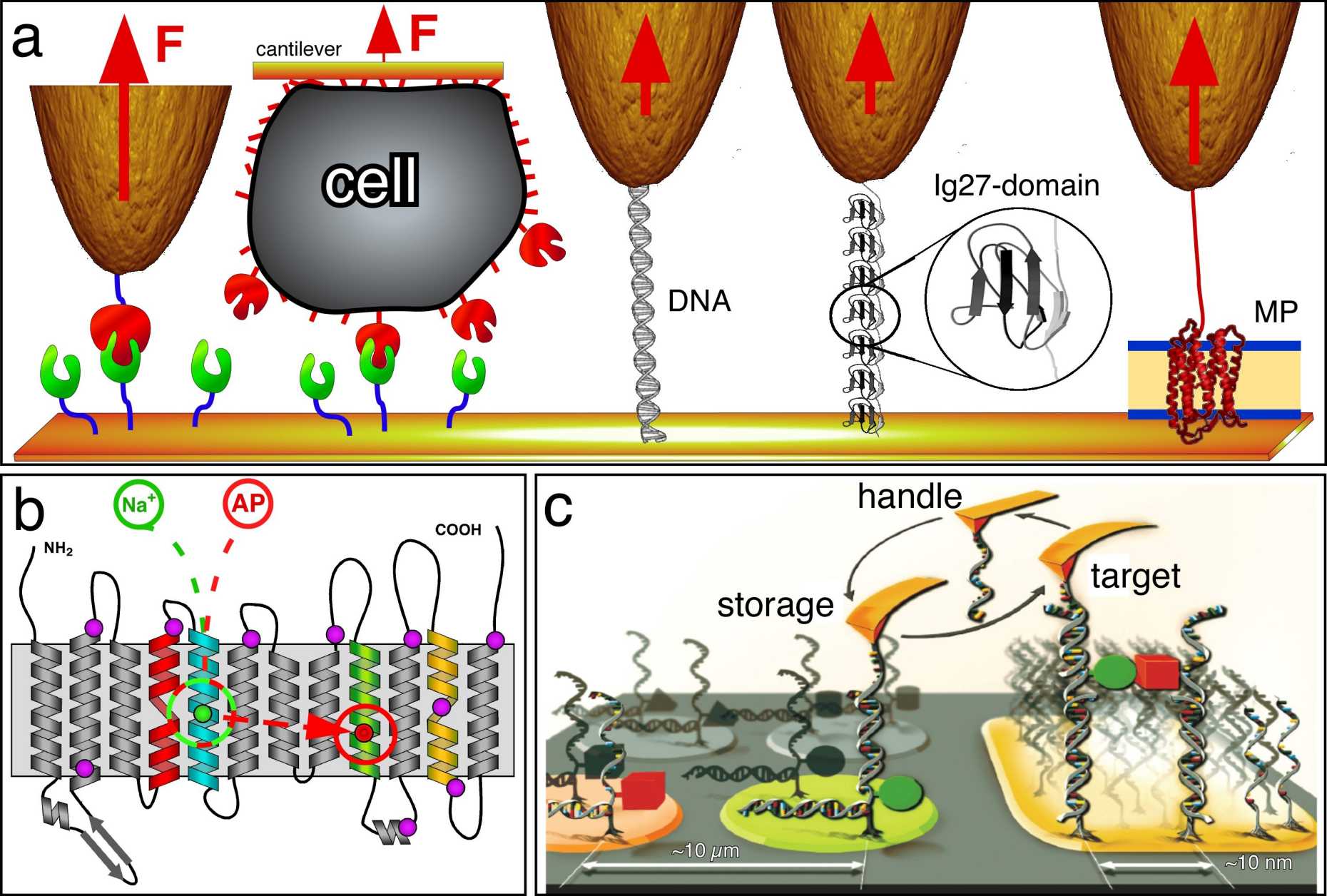 Molecular Force Spectroscopy – Biophysics Group | ETH Zurich