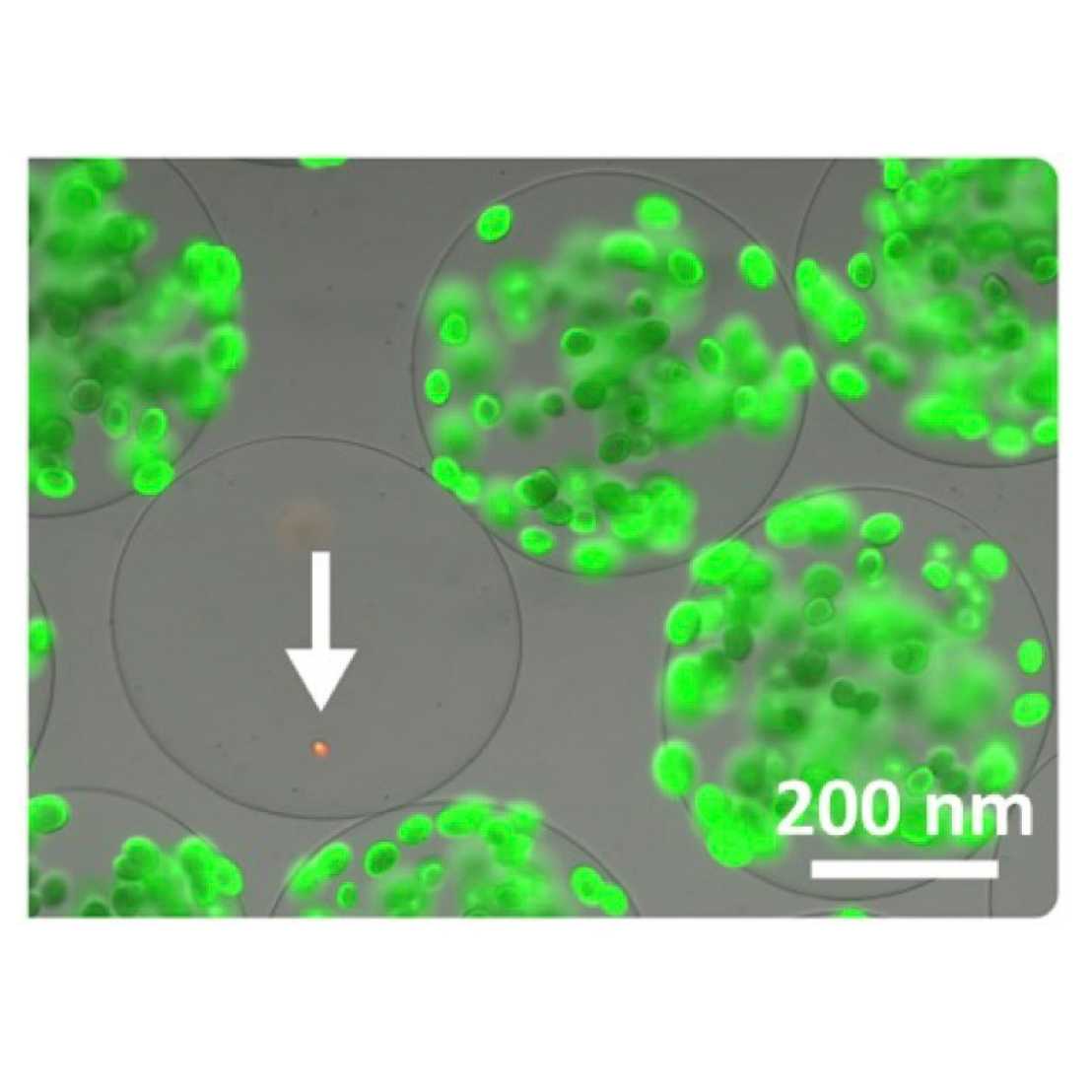 Nano Fleming
