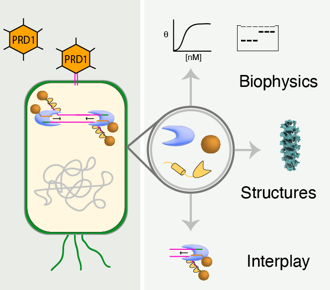 Protein Primed Replication