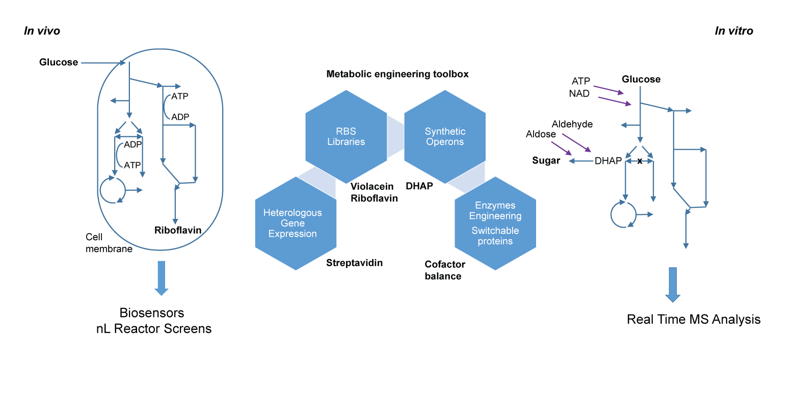 Multi-reaction Systems – Bioprocess Laboratory | ETH Zurich