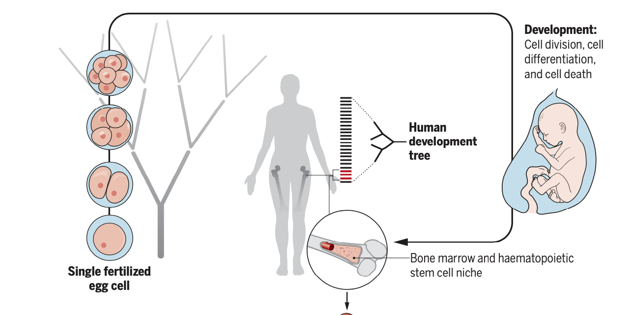 Multicellular organisms develop from a single egg