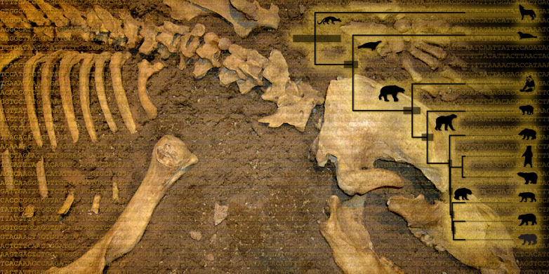 Fossilized birth-death process