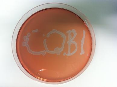 Self emerging CoBi in a Belousov–Zhabotinsky reaction