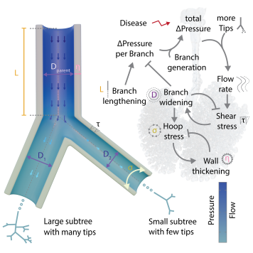 Bronchial Tree