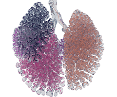 Bronchial Tree