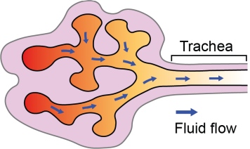 Lung Tube Elongation