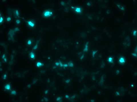 Cell image from the lab