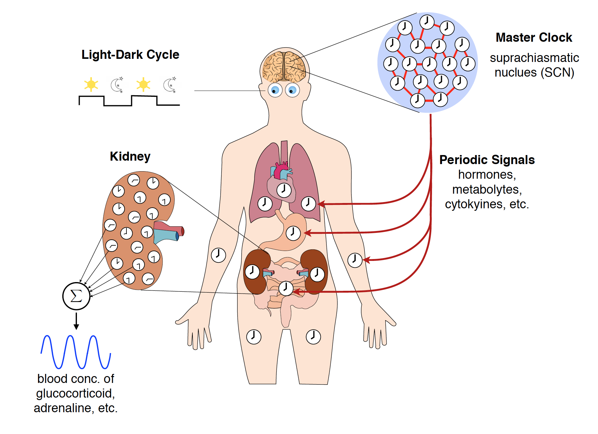 Biological Applications Control Theory And Systems Biology Laboratory Eth Zurich