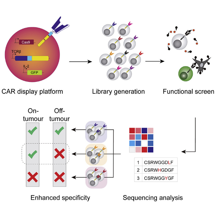 Synthetic Immunology