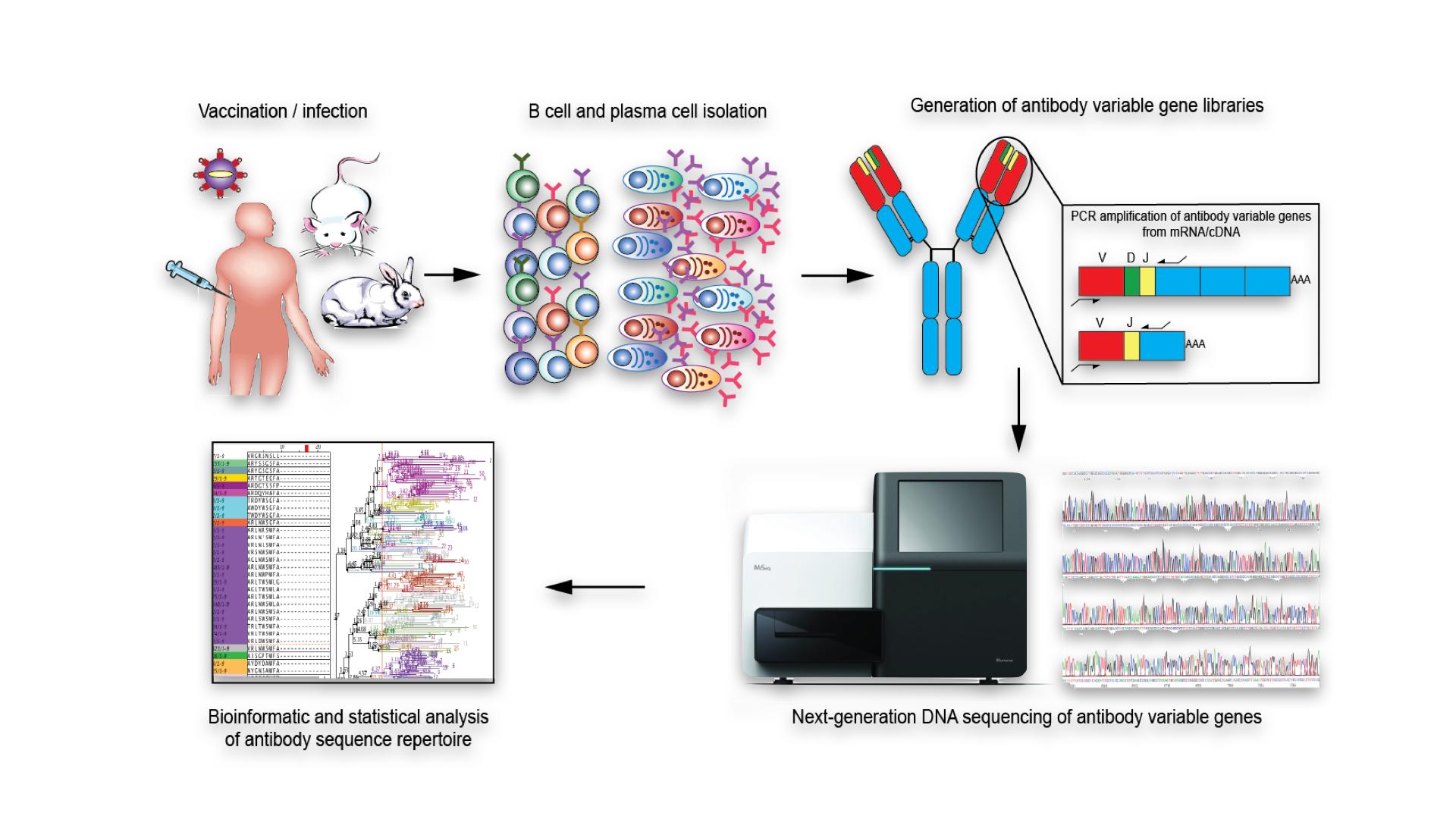 Enlarged view: High-Throughput Antibody Repertoire Analysis