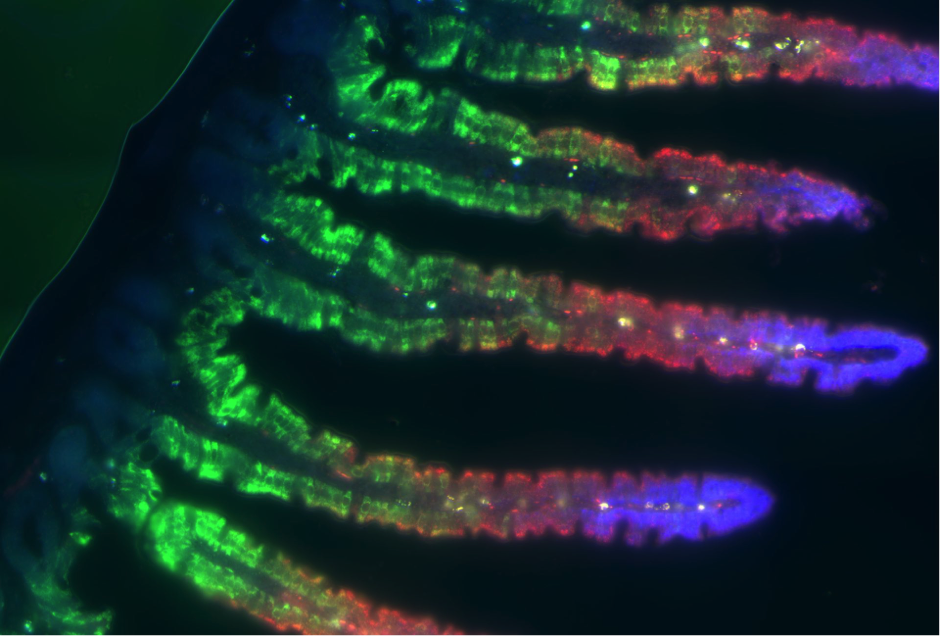 Spatial division of labor in the murine intestinal epithelium.