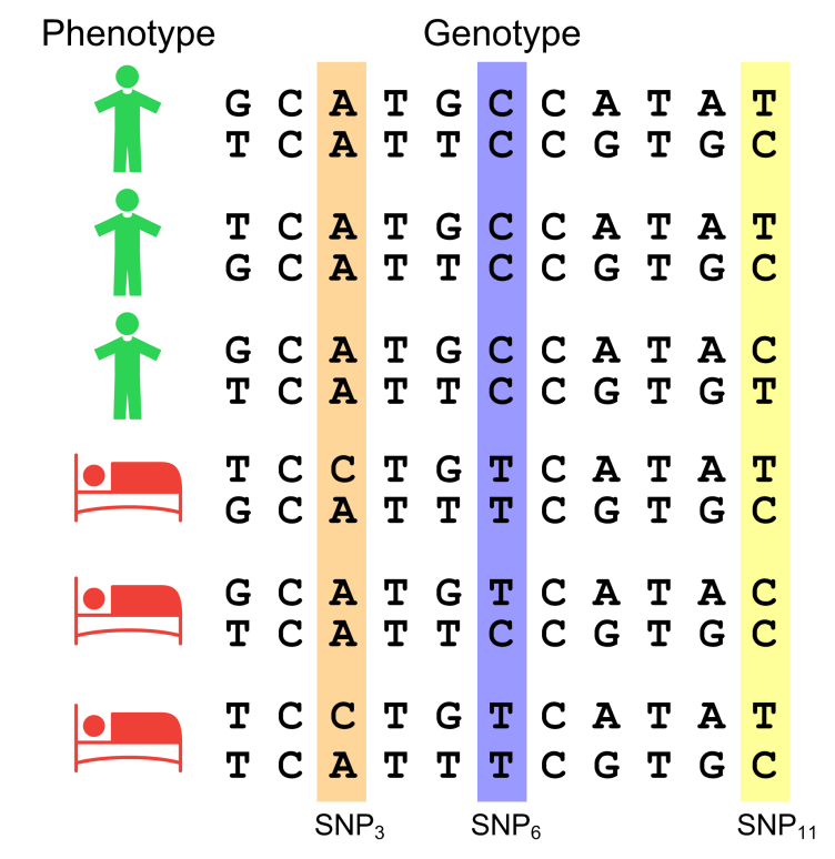 Graphic relating phenotype to genotype