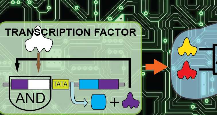 Transcription_Factor
