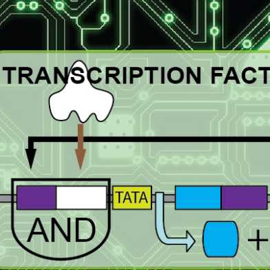Transcription_Factor
