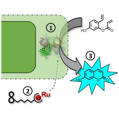 D-BSSE_News_Metathesis