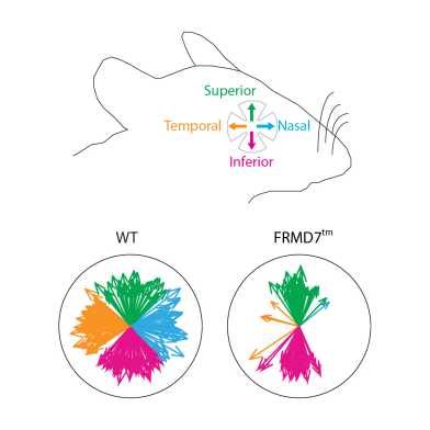 FRMD7