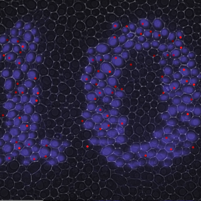 Khammash_MolecularCell