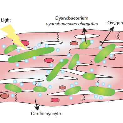 Optogenetic_Medicine_Fussenegger
