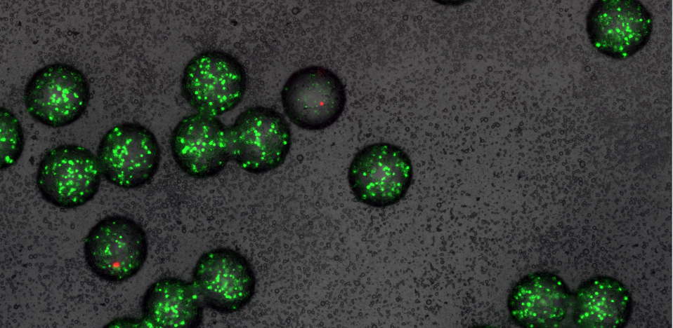 Microspheres_SpheroBiotics