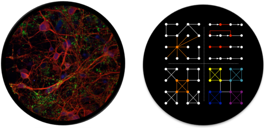 Enlarged view: Image of a stained neuronal network grown in the lab (left) and described using graph theory (right)