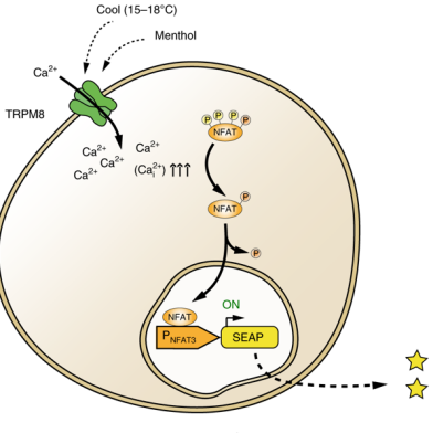 Martin Fussenegger - cooling sensation-regulated transgene switch