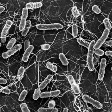 salmonella_bacteria