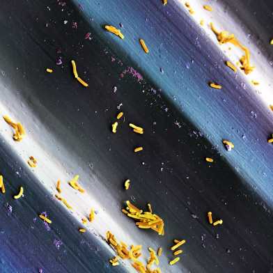 E-coli_copyrightMicronaut