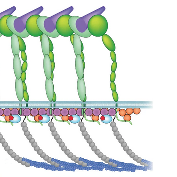 TeaserFig_GPCR_extracellularMatrix