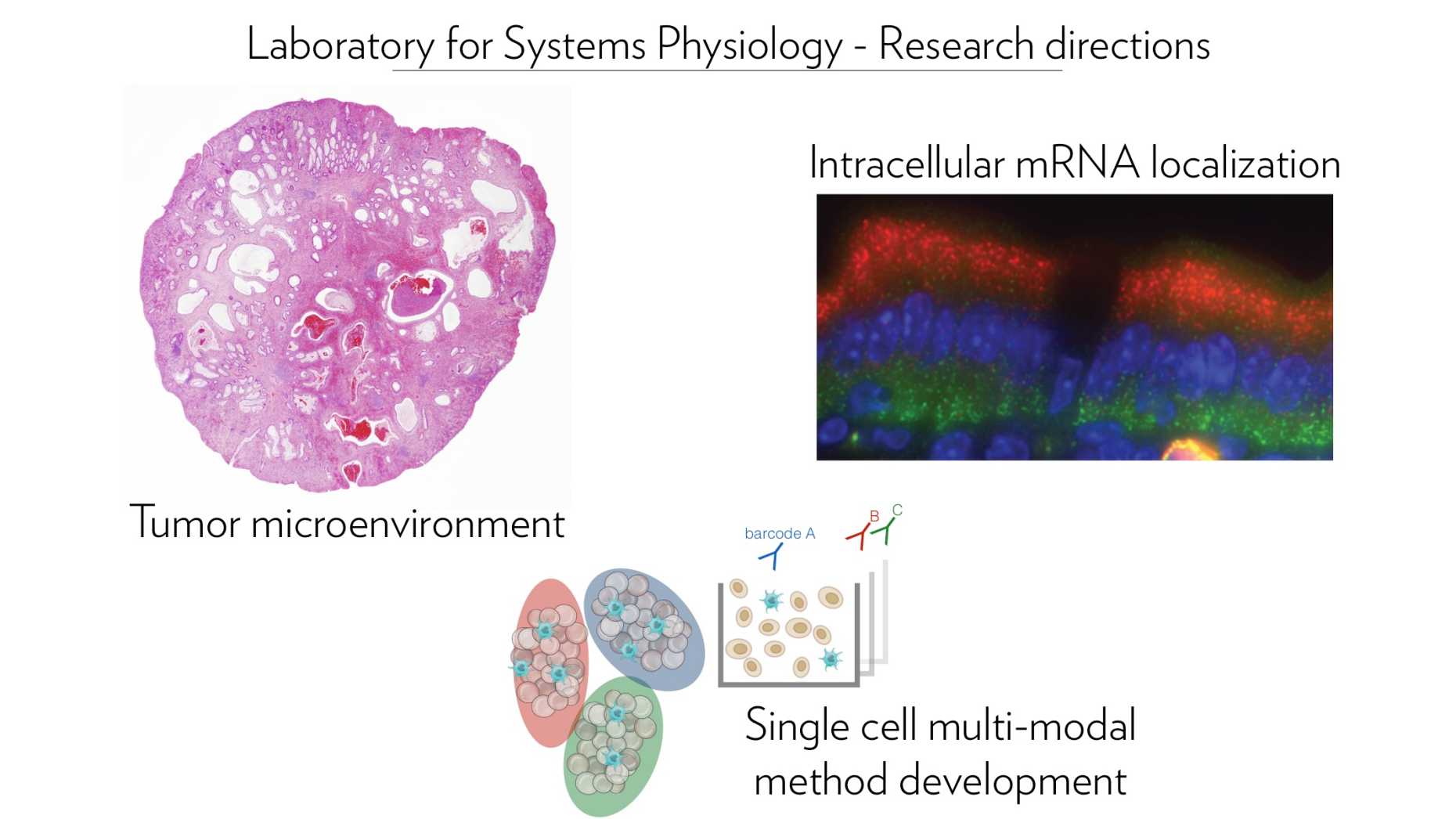 Enlarged view: Research directions of the Laboratory for Systems Physiology led by Andreas Moor, D-BSSE