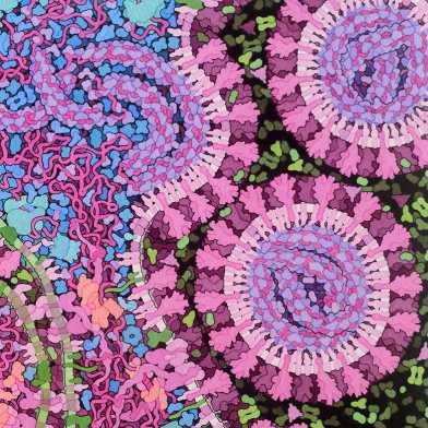 coronavirus-visualisation_David S. Goodsell