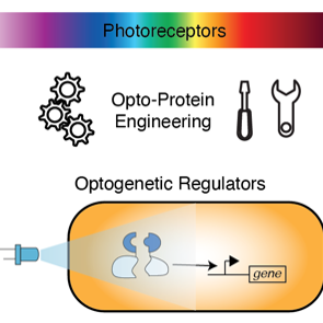 Khammash_Scheme-Optogenetics